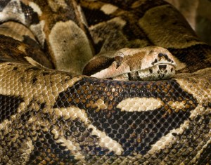 Eine Boa Constrictor aus der Familie der Riesenschlangen